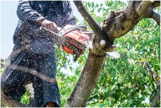 tree services La Paloma